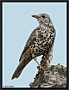 Grote Lijster, Mistle Thrush, Turdus viscivorus Location: Haaksbergen, the Netherlands grote lijster D2 7566 kopie